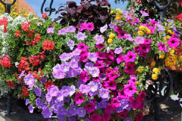CONCORSO &quot;CERESOLE IN FIORE 2019 &quot; - BALCONI E GIARDINI FIORITI