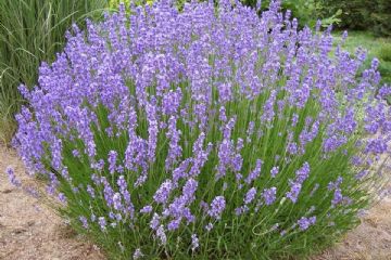 Inaugurazione PROGETTO &quot;LAVANDA SOLIDALE&quot;