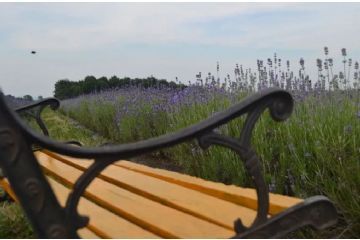 A Ceresole d’Alba si pu&#242; ammirare la fioritura della lavanda