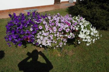 PREMIAZIONE CONCORSO &quot;CERESOLE IN FIORE 2017&quot; NEL CORSO DELL&#39; &quot;APERITIVO AL CASTELLO&quot;